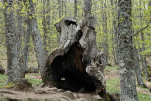 Castañar del Tiemblo