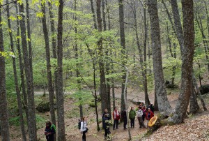 Castañar del Tiemblo 