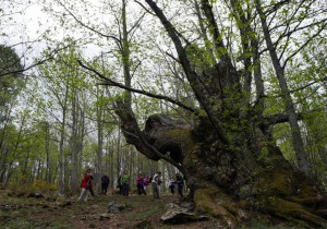 Castañar del Tiemblo 