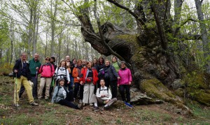 Castañar del Tiemblo 