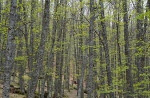 Castañar del Tiemblo 