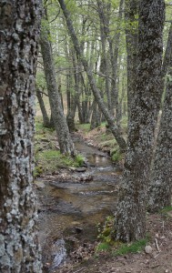 Castañar del Tiemblo 