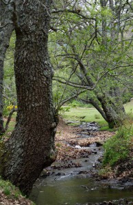 Castañar del Tiemblo 