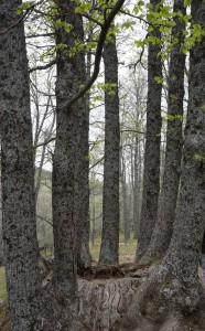 Castañar del Tiemblo 