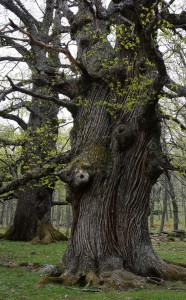 Castañar del Tiemblo 