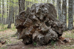 Castañar del Tiemblo 