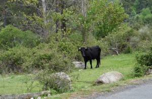 Castañar del Tiemblo 