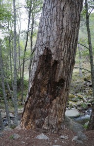 Pino "Gordo de Iruelas" 