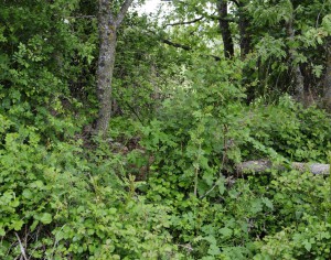 La Ruta del Bio – Bosque