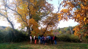 Nogal de Horcajo de la Sierra                 