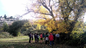 Nogal de Horcajo de la Sierra                  