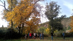 Nogal de Horcajo de la Sierra                      