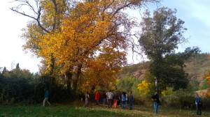Nogal de Horcajo de la Sierra            