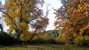 Nogal de Horcajo de la Sierra                