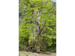 El Castaño, Pianello, Córcega, Francia