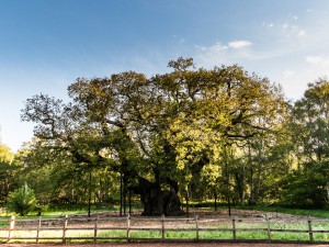 El Gran Roble, Nottingham, Inglaterra