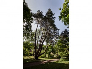 El Pino de Opatovice