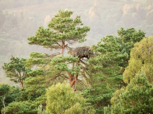 El Árbol de la Dama, Lago de Lowes, Perthshire, Escocia