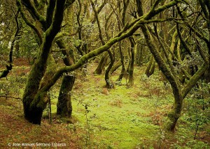 Bosque prehistórico en La Gomera