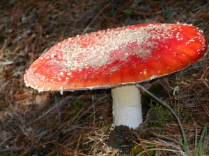 Salida Rebollo de la Maleza