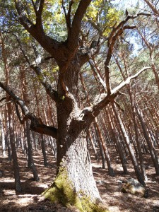 Salida Rebollo de la Maleza