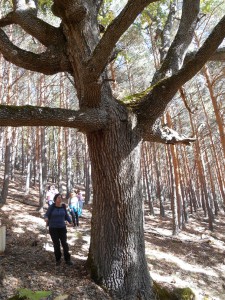 Salida Rebollo de la Maleza