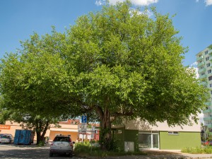 Morera - El faro de la historia, Senica, región de Trnava, Eslovaquia