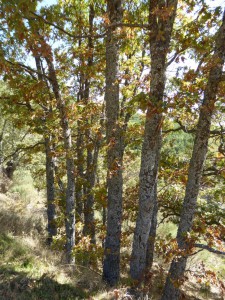 Salida Rebollo de la Maleza