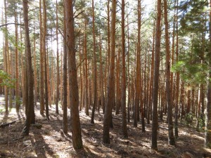 Salida Rebollo de la Maleza