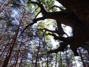 Salida Rebollo de la Maleza