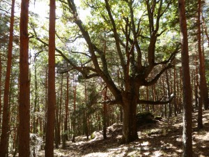 Salida Rebollo de la Maleza