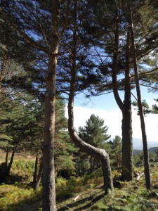 Salida Rebollo de la Maleza