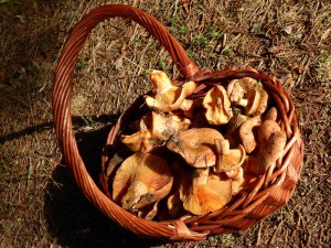 Salida Rebollo de la Maleza