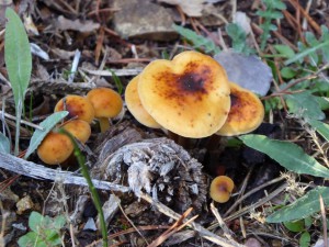 Salida Rebollo de la Maleza