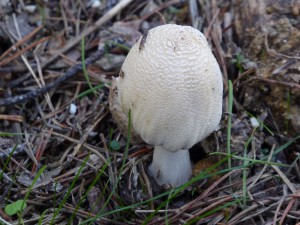 Salida Rebollo de la Maleza