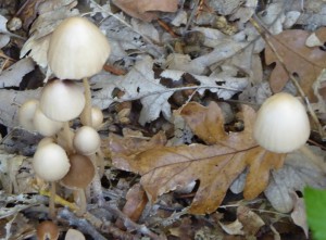 Salida Rebollo de la Maleza