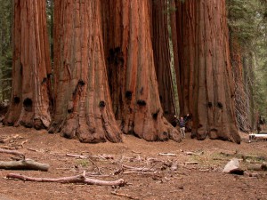 Las colosales secuoyas de Giant Forest, en California