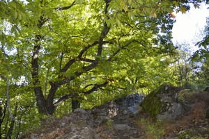 Castañar de las Rozas de Puerto Real. 30 octubre 2016