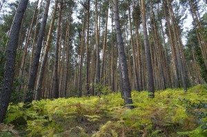Pinos Silvestres en Ruta.                