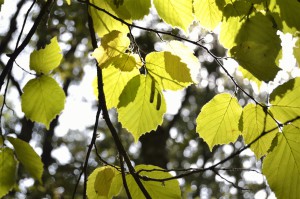 betula pendula, Abedul   