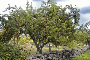 "El Pero", variedadd e manzana de la Hiruela