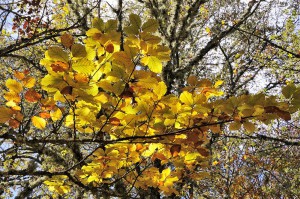Ruta Hayedo de Montejo - Río Jarama. 15 Noviembre 2014