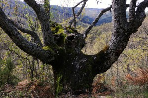 "Roble Lunar" Quercus pyrinaica