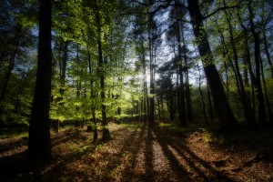 El bosque encantado de Broceliande, en Bretaña