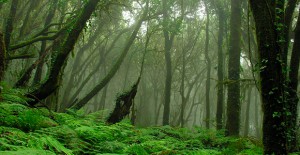 Los ocho bosques más espectaculares del mundo