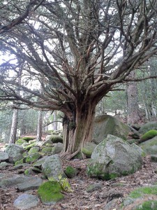 Destinos Locales 2015