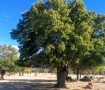 Abuelo de la Dehesa Vieja 1