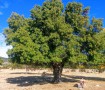 Abuelo de la Dehesa Vieja 2