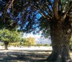 Abuelo de la Dehesa Vieja 3