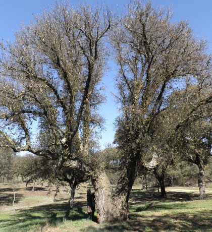 Alcornoque de la Corchera